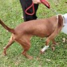 The Blueprint Doesn’t Match the Build: An Open Letter on Animal Cruelty in Malaysia